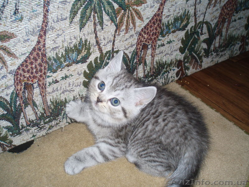 Котята Шотландской вислоухой - <ro>Изображение</ro><ru>Изображение</ru> #1, <ru>Объявление</ru> #5486