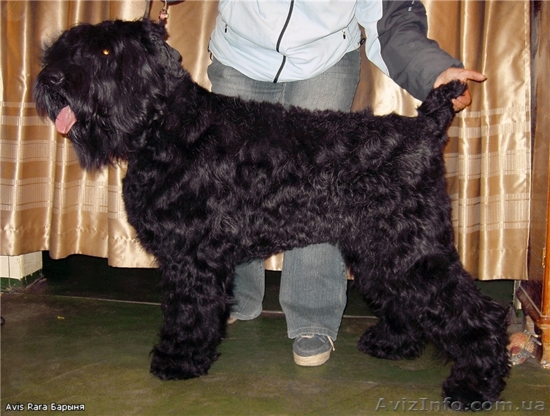   Русский Черный Терьер   - <ro>Изображение</ro><ru>Изображение</ru> #2, <ru>Объявление</ru> #6774