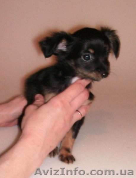 Продаю щенков той-терьера длинношерстного 0506664801 - <ro>Изображение</ro><ru>Изображение</ru> #2, <ru>Объявление</ru> #17572