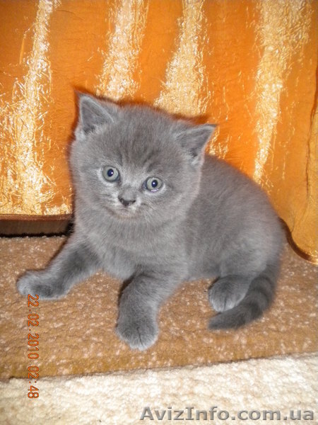 Британцы котята - <ro>Изображение</ro><ru>Изображение</ru> #1, <ru>Объявление</ru> #43268