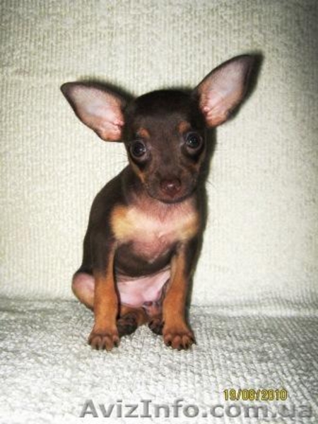 Продажа щенков той-терьера - <ro>Изображение</ro><ru>Изображение</ru> #3, <ru>Объявление</ru> #72675