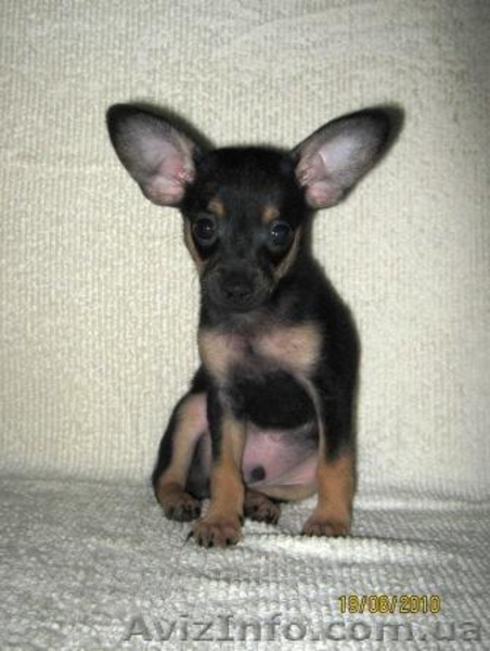 Продажа щенков той-терьера - <ro>Изображение</ro><ru>Изображение</ru> #4, <ru>Объявление</ru> #72675