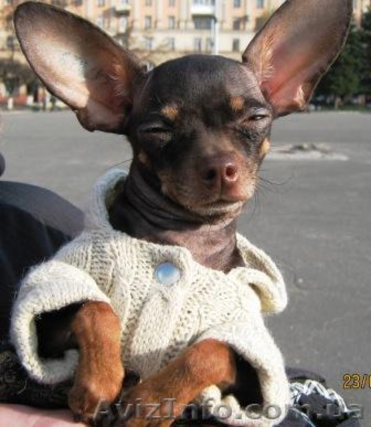 Продажа щенков той-терьера - <ro>Изображение</ro><ru>Изображение</ru> #2, <ru>Объявление</ru> #72675