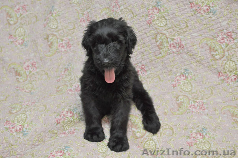 Щеночки Русского черного терьера - <ro>Изображение</ro><ru>Изображение</ru> #3, <ru>Объявление</ru> #101911