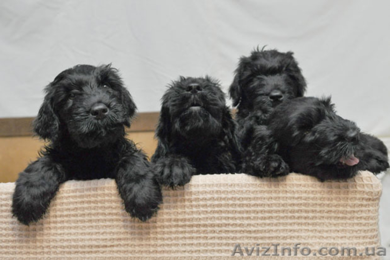 Щеночки Русского черного терьера - <ro>Изображение</ro><ru>Изображение</ru> #2, <ru>Объявление</ru> #101911