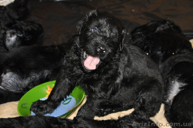 Продам щенков Русского черного терьера - <ro>Изображение</ro><ru>Изображение</ru> #3, <ru>Объявление</ru> #91715