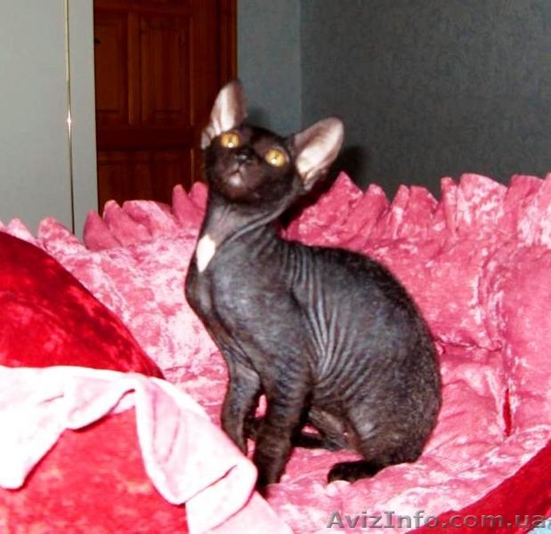 кошечка донского сфинкса - <ro>Изображение</ro><ru>Изображение</ru> #1, <ru>Объявление</ru> #102422