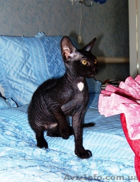 кошечка донского сфинкса - <ro>Изображение</ro><ru>Изображение</ru> #2, <ru>Объявление</ru> #102422