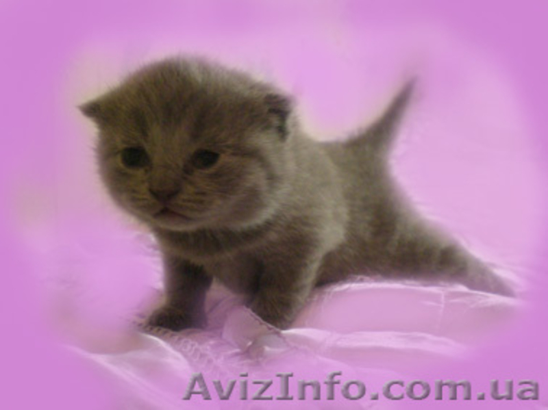 Шикарные котята Скоттиш фолд и страйт - <ro>Изображение</ro><ru>Изображение</ru> #2, <ru>Объявление</ru> #127961