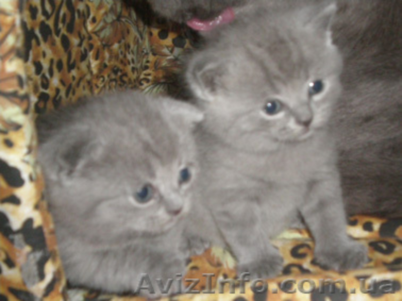 Шикарные котята Скоттиш фолд и страйт - <ro>Изображение</ro><ru>Изображение</ru> #3, <ru>Объявление</ru> #127961