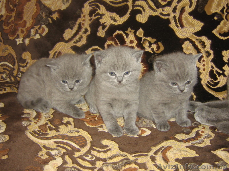 котята скоттиш страйт - <ro>Изображение</ro><ru>Изображение</ru> #3, <ru>Объявление</ru> #132629