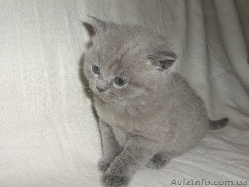 котята скоттиш страйт - <ro>Изображение</ro><ru>Изображение</ru> #2, <ru>Объявление</ru> #132629