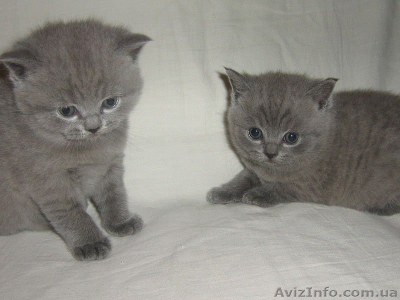 котята скоттиш страйт - <ro>Изображение</ro><ru>Изображение</ru> #1, <ru>Объявление</ru> #132629