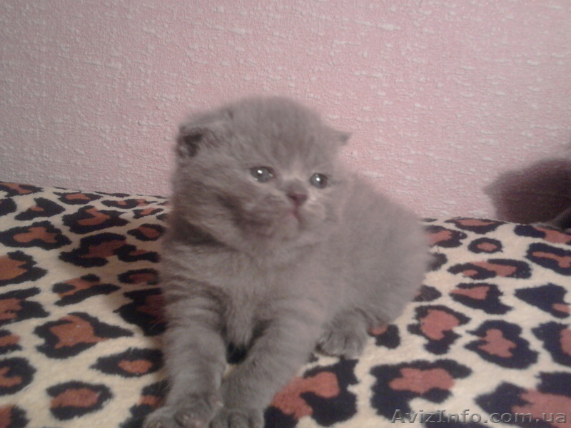 котята шотландские вислоухие и британцы - <ro>Изображение</ro><ru>Изображение</ru> #1, <ru>Объявление</ru> #155053