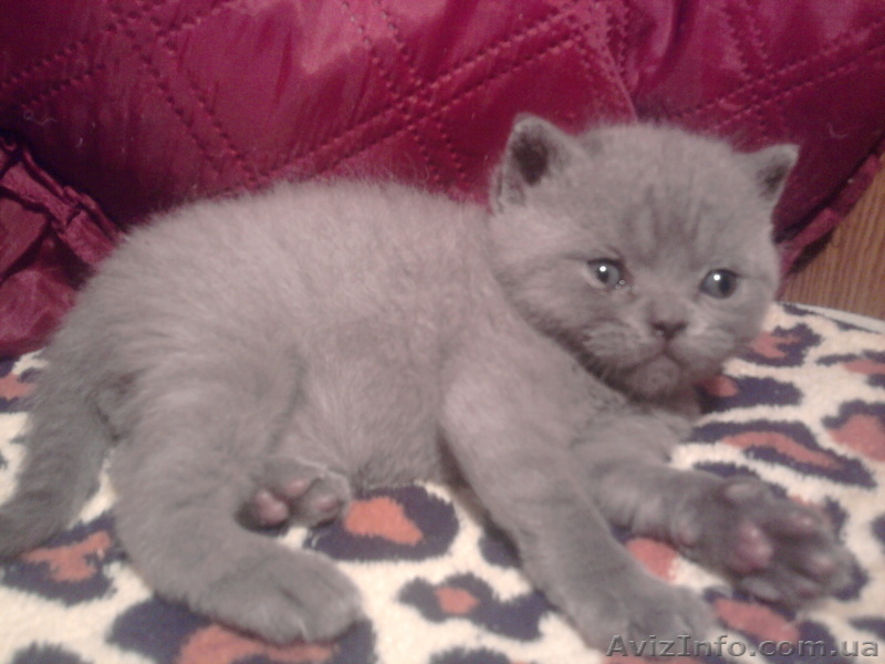 котята шотландские вислоухие и британцы - <ro>Изображение</ro><ru>Изображение</ru> #3, <ru>Объявление</ru> #155053