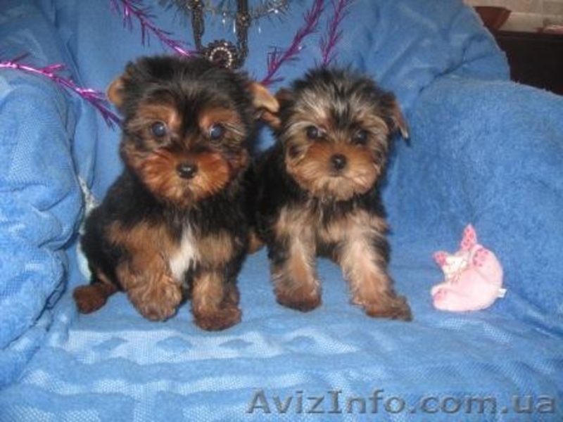 Гламурные Щеночки Йоркширского терьера... - <ro>Изображение</ro><ru>Изображение</ru> #3, <ru>Объявление</ru> #156585