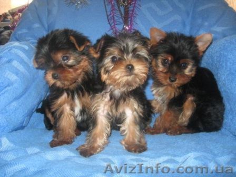 Гламурные Щеночки Йоркширского терьера... - <ro>Изображение</ro><ru>Изображение</ru> #1, <ru>Объявление</ru> #156585