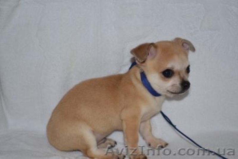 Элитные щеночки Чихуахуа - <ro>Изображение</ro><ru>Изображение</ru> #1, <ru>Объявление</ru> #183413