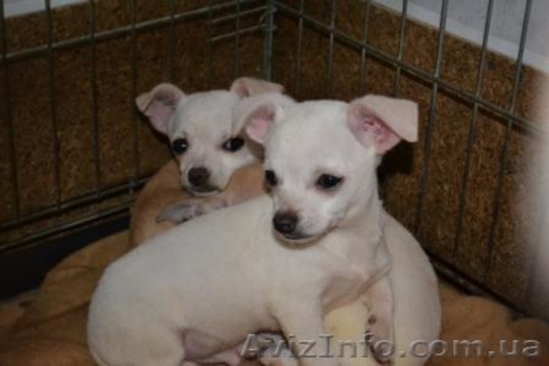 Элитные щеночки Чихуахуа - <ro>Изображение</ro><ru>Изображение</ru> #3, <ru>Объявление</ru> #183413