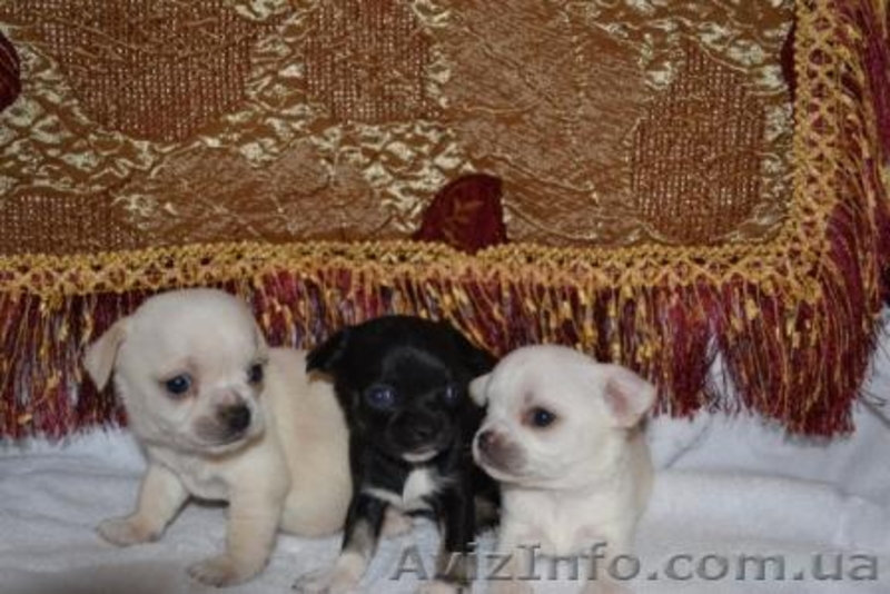 Элитные щеночки Чихуахуа - <ro>Изображение</ro><ru>Изображение</ru> #2, <ru>Объявление</ru> #183413