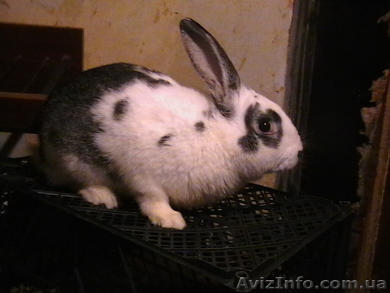 Продам взрослых кроликов - <ro>Изображение</ro><ru>Изображение</ru> #4, <ru>Объявление</ru> #204636