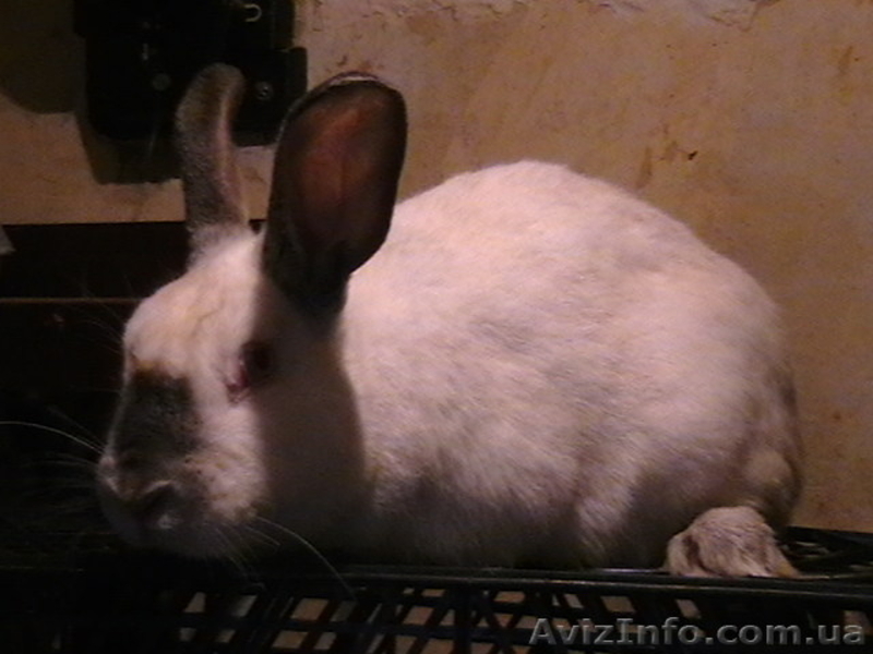 Продам взрослых кроликов - <ro>Изображение</ro><ru>Изображение</ru> #3, <ru>Объявление</ru> #204636