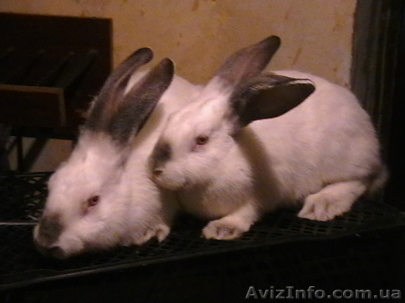 Продам взрослых кроликов - <ro>Изображение</ro><ru>Изображение</ru> #5, <ru>Объявление</ru> #204636