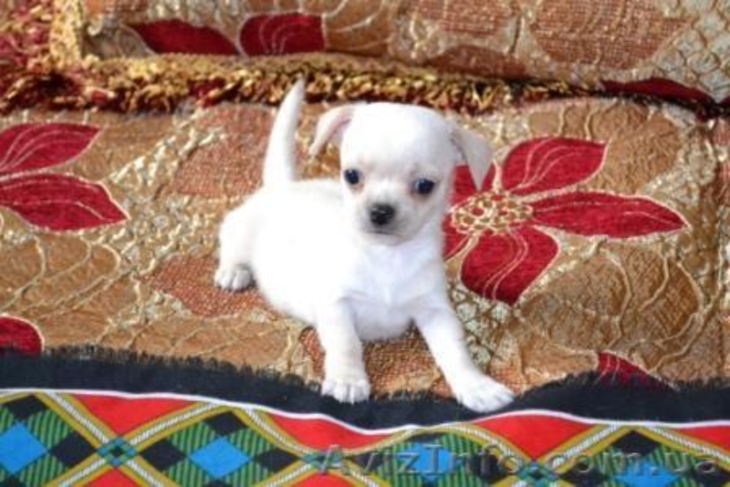 Щенки Чихуахуа супер-мини - <ro>Изображение</ro><ru>Изображение</ru> #1, <ru>Объявление</ru> #200264