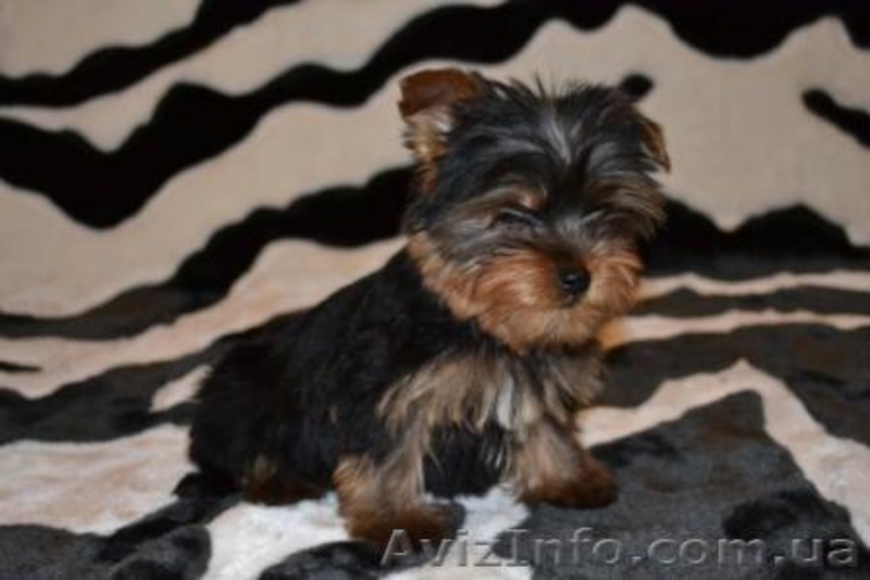 Щенки йоркширского терьера(Моя Малютка) - <ro>Изображение</ro><ru>Изображение</ru> #2, <ru>Объявление</ru> #212566