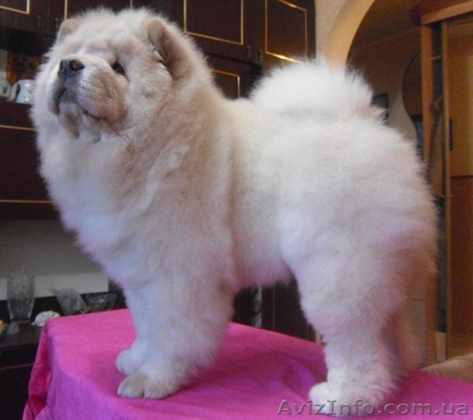 Щенки чау-чау..... - <ro>Изображение</ro><ru>Изображение</ru> #1, <ru>Объявление</ru> #193220
