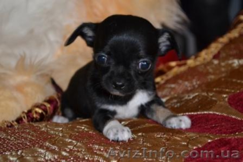 Щенки Чихуахуа супер-мини - <ro>Изображение</ro><ru>Изображение</ru> #2, <ru>Объявление</ru> #200264