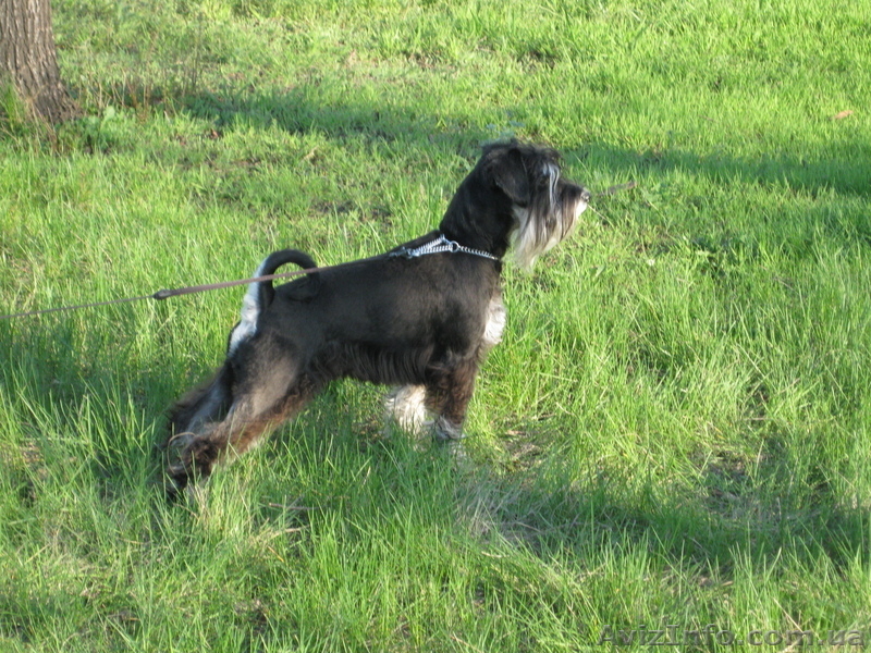 цвергшнауцер кобель для вязки - <ro>Изображение</ro><ru>Изображение</ru> #1, <ru>Объявление</ru> #224109