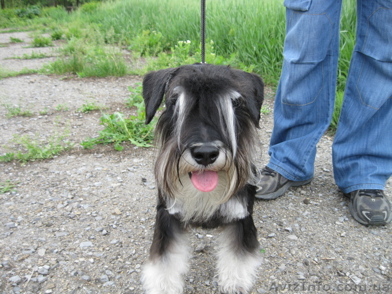 цвергшнауцер кобель для вязки - <ro>Изображение</ro><ru>Изображение</ru> #2, <ru>Объявление</ru> #224109