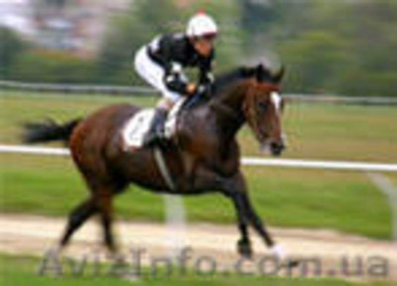 Экскурсия БЕЛОВОДСК Деркульский конезавод - <ro>Изображение</ro><ru>Изображение</ru> #2, <ru>Объявление</ru> #263298