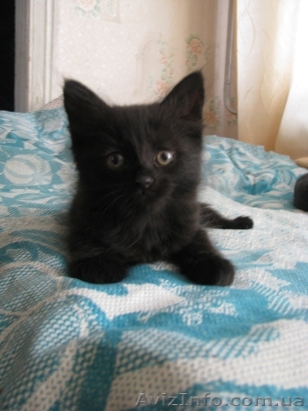     красивые котята в добрые руки в Луганске! - <ro>Изображение</ro><ru>Изображение</ru> #1, <ru>Объявление</ru> #296739