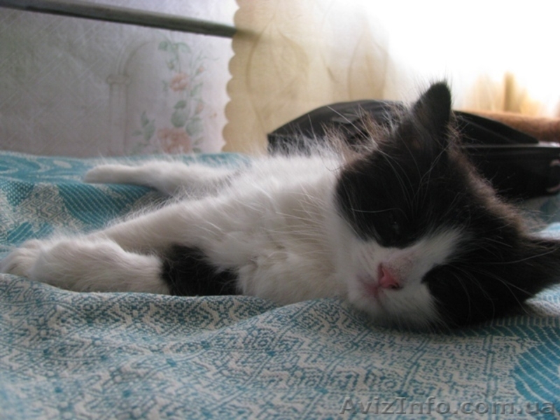     красивые котята в добрые руки в Луганске! - <ro>Изображение</ro><ru>Изображение</ru> #2, <ru>Объявление</ru> #296739