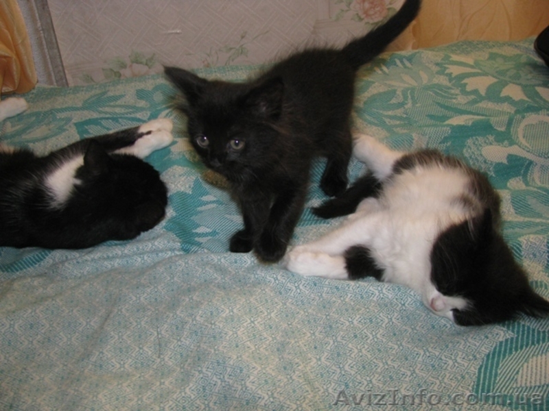     красивые котята в добрые руки в Луганске! - <ro>Изображение</ro><ru>Изображение</ru> #3, <ru>Объявление</ru> #296739