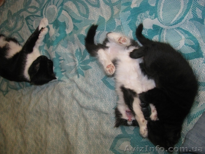     красивые котята в добрые руки в Луганске! - <ro>Изображение</ro><ru>Изображение</ru> #4, <ru>Объявление</ru> #296739