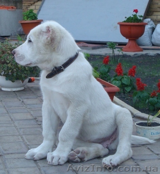 Продам  щенка среднеазиатской овчарки (алабай, САО) - <ro>Изображение</ro><ru>Изображение</ru> #4, <ru>Объявление</ru> #233332