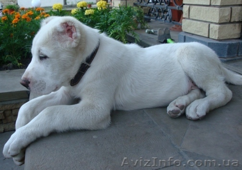 Продам щенка среднеазиатской овчарки (алабай, САО)! - <ro>Изображение</ro><ru>Изображение</ru> #2, <ru>Объявление</ru> #174287