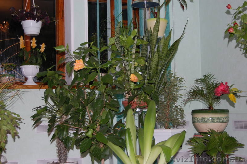 Комнатная роза гибискус. - <ro>Изображение</ro><ru>Изображение</ru> #5, <ru>Объявление</ru> #304993