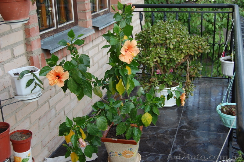 Комнатная роза гибискус. - <ro>Изображение</ro><ru>Изображение</ru> #3, <ru>Объявление</ru> #304993