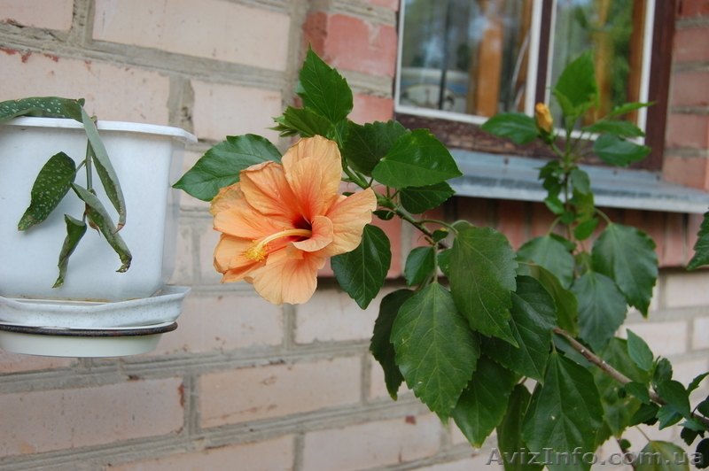 Комнатная роза гибискус. - <ro>Изображение</ro><ru>Изображение</ru> #4, <ru>Объявление</ru> #304993