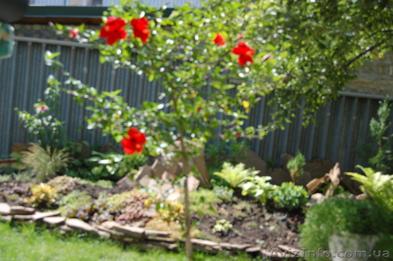 Комнатная роза гибискус. - <ro>Изображение</ro><ru>Изображение</ru> #1, <ru>Объявление</ru> #304993