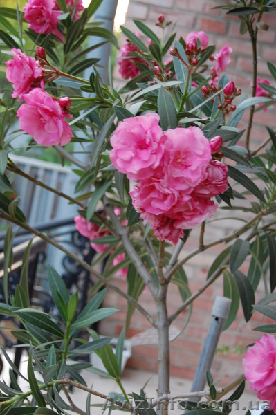 олеандр розовый продажа в Луганске - <ro>Изображение</ro><ru>Изображение</ru> #1, <ru>Объявление</ru> #304861