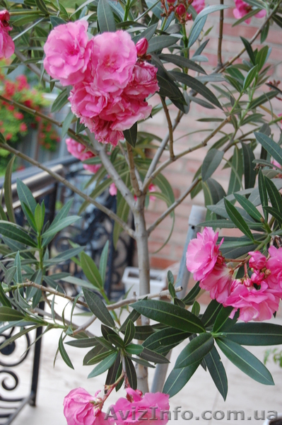 олеандр розовый продажа в Луганске - <ro>Изображение</ro><ru>Изображение</ru> #3, <ru>Объявление</ru> #304861
