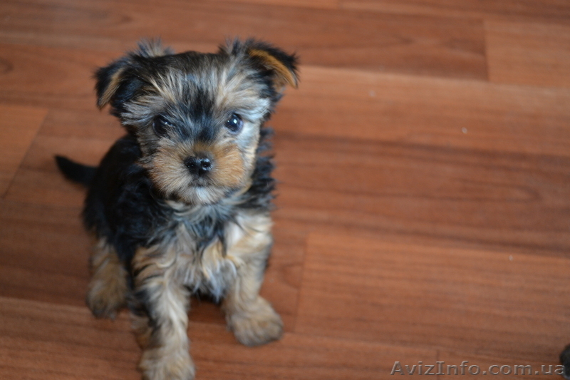 маленьки щенки йоркширского терьера ищут любящего хозяина - <ro>Изображение</ro><ru>Изображение</ru> #2, <ru>Объявление</ru> #287627