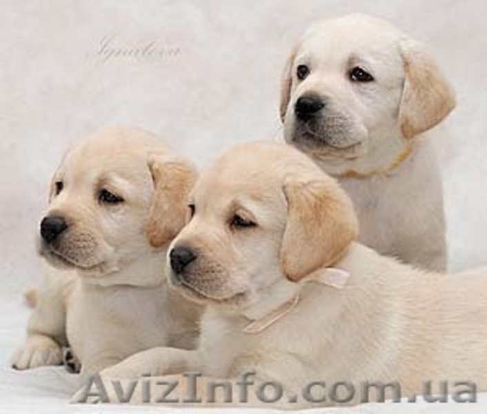 Щенки лабродора Документы КСУ Хорошая родославная Готовятся к продаже - <ro>Изображение</ro><ru>Изображение</ru> #2, <ru>Объявление</ru> #280529