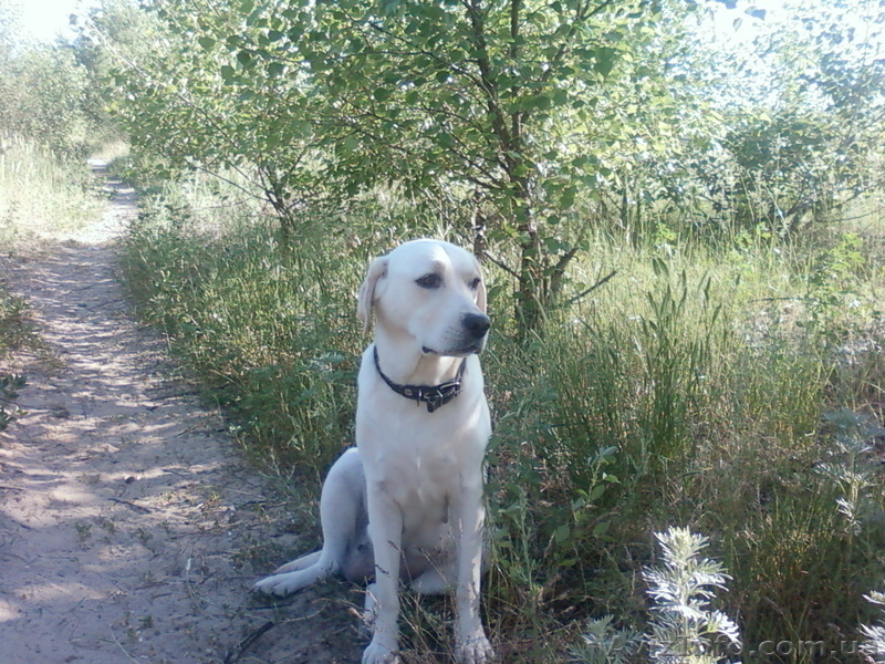 Щенки лабродора Документы КСУ Хорошая родославная Готовятся к продаже - <ro>Изображение</ro><ru>Изображение</ru> #1, <ru>Объявление</ru> #280529