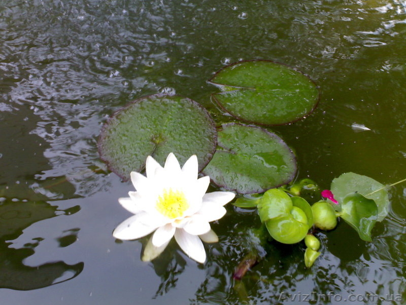 Кувшинка - водяная лилия, нимфея - <ro>Изображение</ro><ru>Изображение</ru> #1, <ru>Объявление</ru> #304915